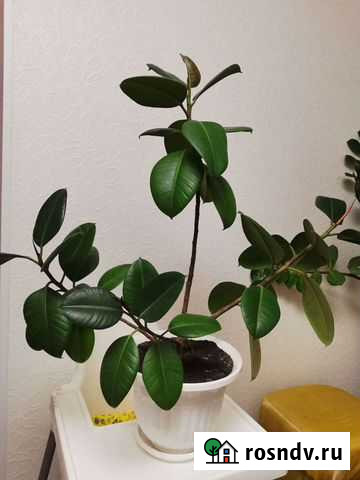 Фикус Альметьевск - изображение 1