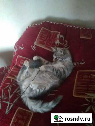 Кошка в добрые руки бесплатно Смоленск - изображение 1