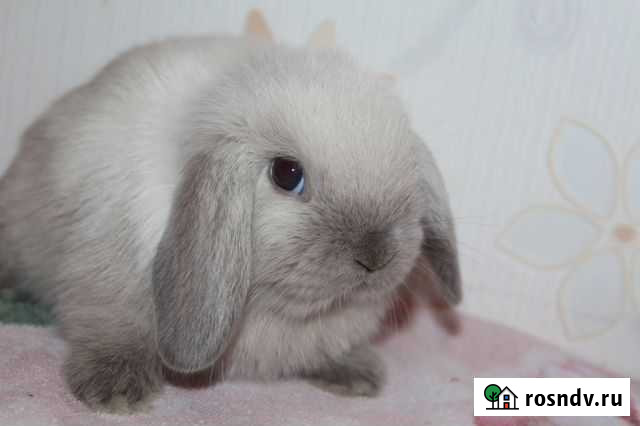 Крольчата маленькие вет паспорт, документы Санкт-Петербург - изображение 1