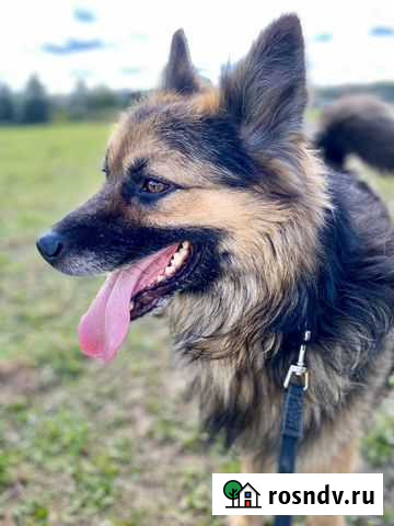 В добрые руки метис овчарки Москва - изображение 1
