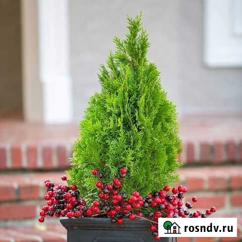 Саженцы Брянск - изображение 1