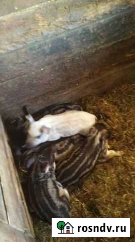 Поросята Братск - изображение 1