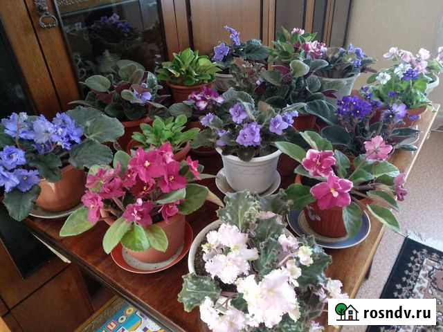 Фиалка Семенов - изображение 1