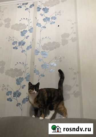 Кошка в добрые руки Севастополь - изображение 1
