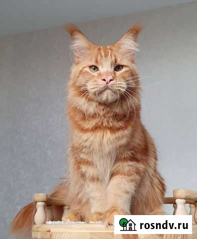 Мейн-кун отдам Санкт-Петербург - изображение 1