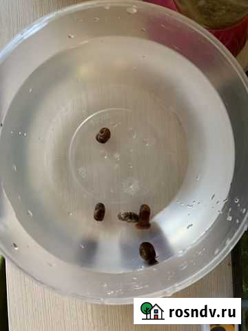 Улитки катушки Пермь - изображение 1