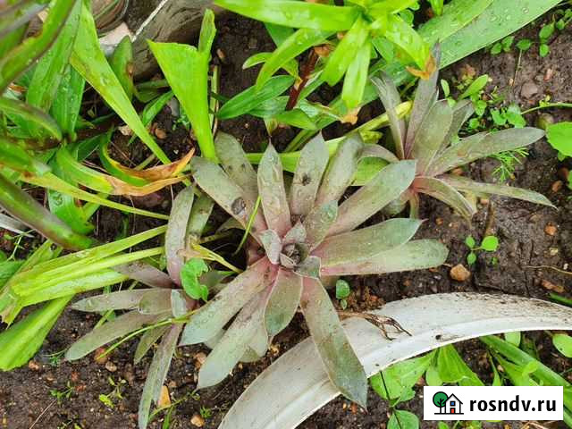 Молодило или каменная роза Дмитров - изображение 1