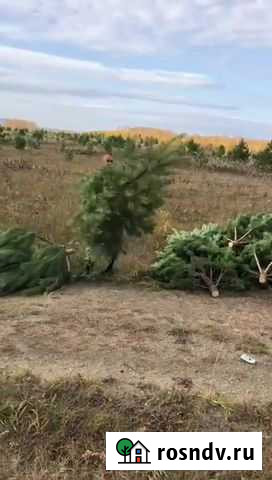 Сосна Опт Омск - изображение 1