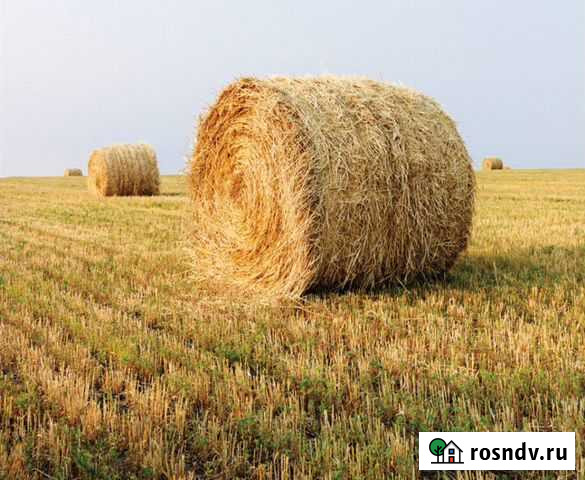 Солома в рулонах Петрокаменское - изображение 1