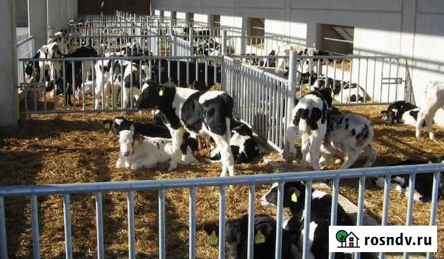 Телята бычки Лев Толстой - изображение 1