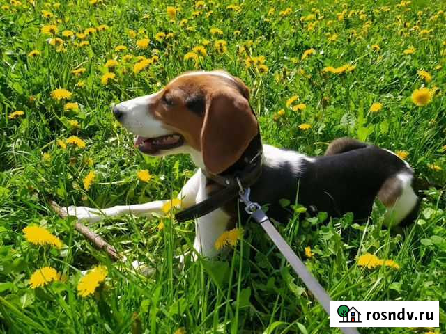 Собака бигль Пропала Чехов - изображение 1