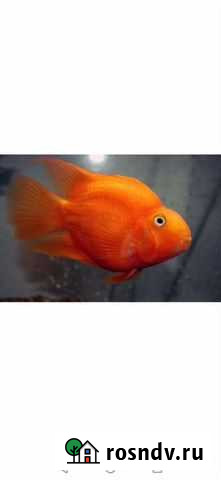 Рыба japan попугай Сальск - изображение 1