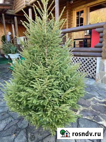 Ель Сочи - изображение 1