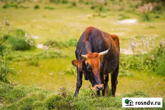 Продается корова Нефтекамск - изображение 1