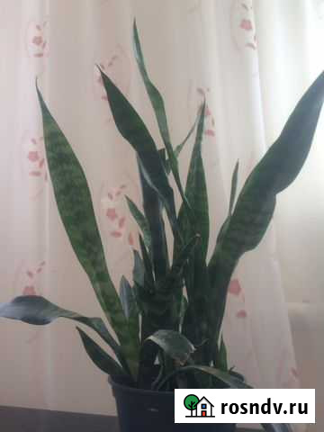 Сансевиерия Белгород - изображение 1