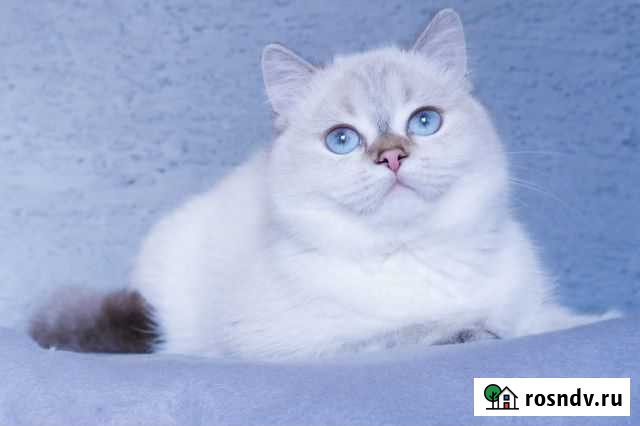 Британская шиншилла Казань - изображение 1