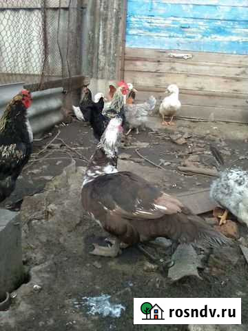 Индо-утки Фастовецкая - изображение 1