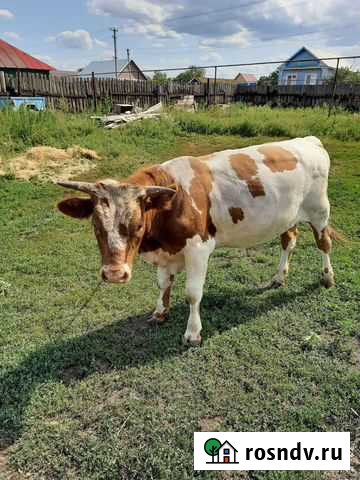 Телята бычки Каменка - изображение 1