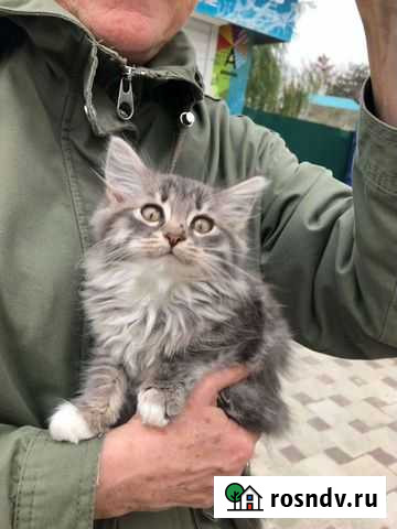 Котенок мальчик Анапа - изображение 1