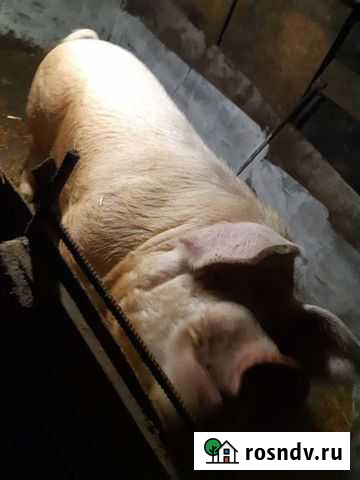 Хряк Армавир - изображение 1