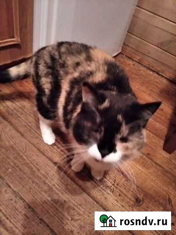 Кошка зовут приблуда Санкт-Петербург - изображение 1