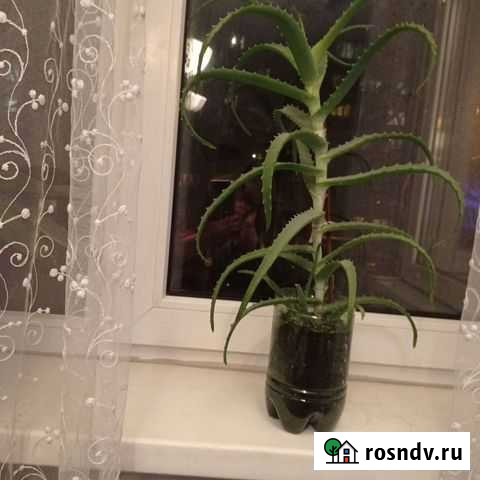 Алоэ настоящий Калининград - изображение 1