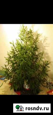 Ёлка и ель Новогодняя Иваново - изображение 1