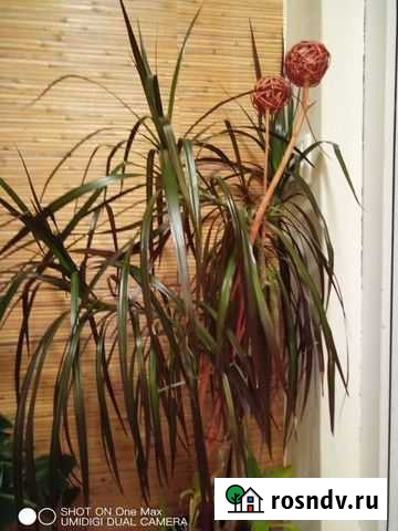 Пальма драцена Всеволожск - изображение 1