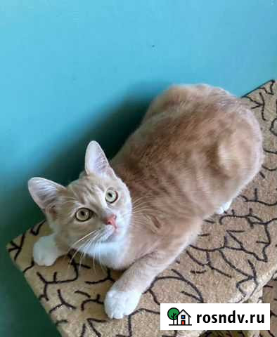 Супер ласковый котенок Рыжик Мытищи - изображение 1
