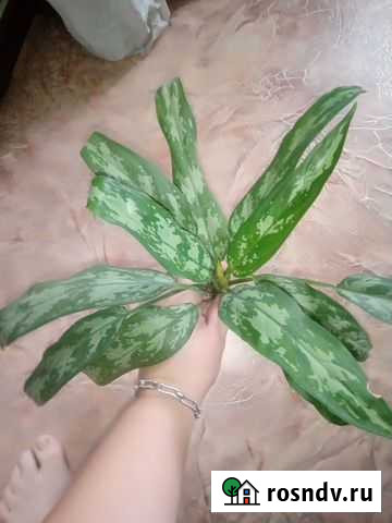 Аглаонема Дзержинск - изображение 1