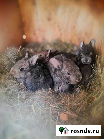 Кролики Печора - изображение 1