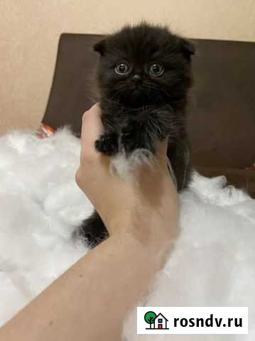 Британские котята Борисоглебск - изображение 1