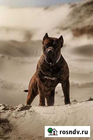 Щенки канарского дога Москва - изображение 1