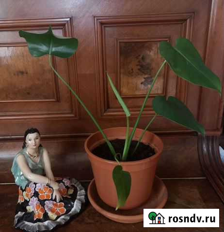 Малышка монстера манки Санкт-Петербург - изображение 1