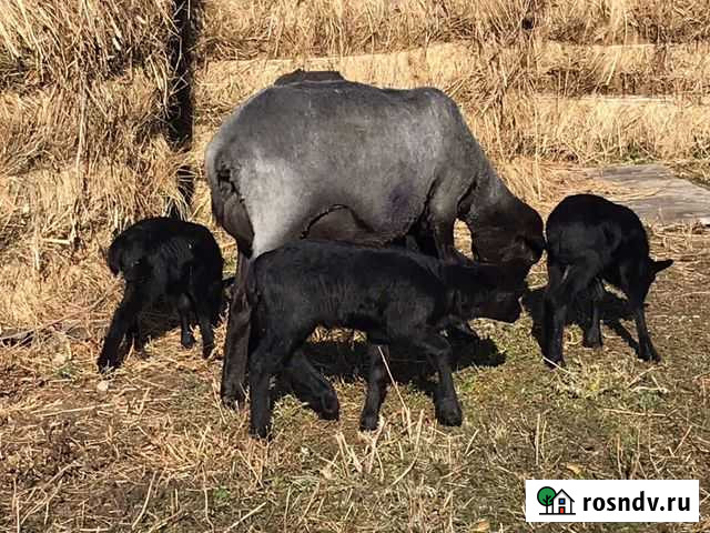 Ягнята Романовской породы Еткуль - изображение 1