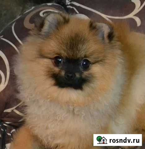 Померанский шпиц медвежьего типа Санкт-Петербург - изображение 1