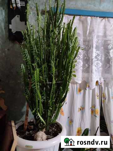 Молочай Балахна - изображение 1