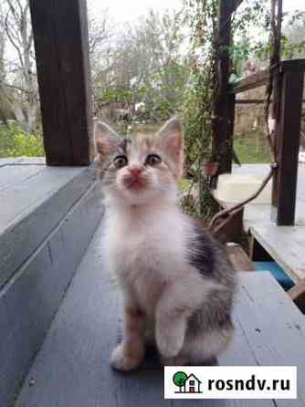 Котята Анапа