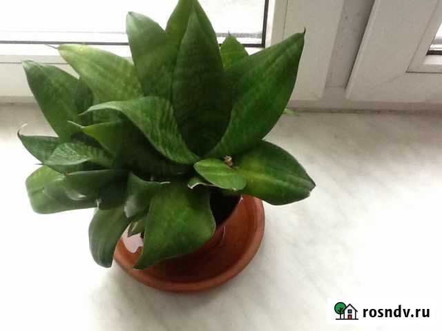 Сансивиерия, аихризон или (плектрантус) Санкт-Петербург - изображение 1