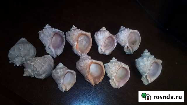 Ракушки для аквариума Саров - изображение 1