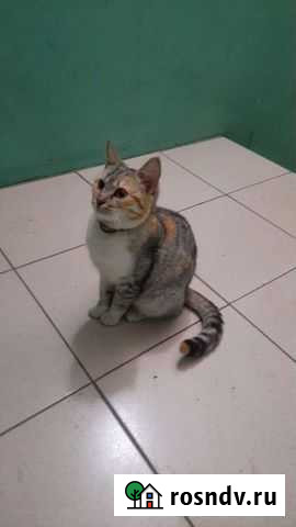 Кошка ищет хозяев Новочеркасск - изображение 1