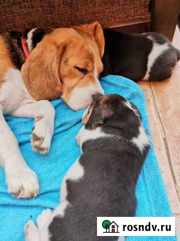 Бигль дети с родословной шоу класса Москва - изображение 1