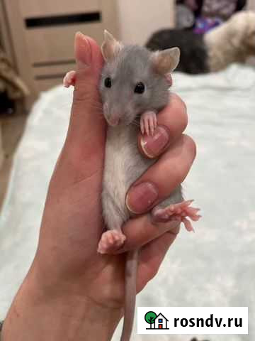 Крыса Мончегорск - изображение 1