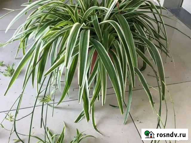 Хлорофитум Вариегата Мелеуз - изображение 1