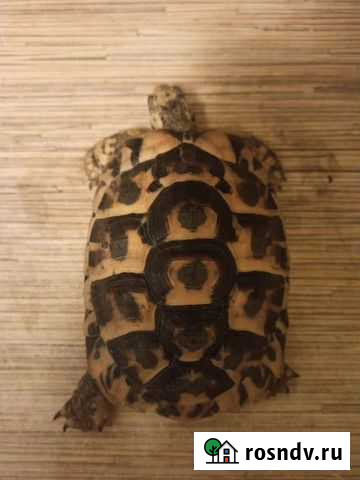 Тунисская черепаха Челябинск - изображение 1