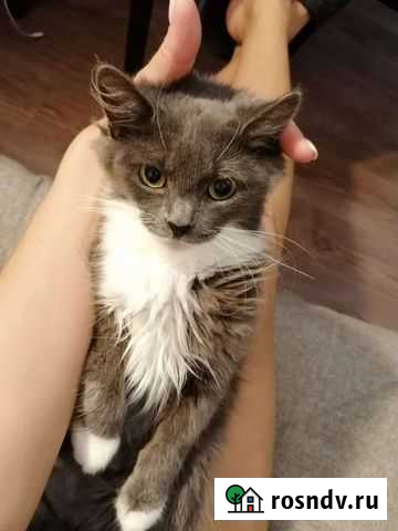 Кошка в дар, 8мес, стерилизована Сочи - изображение 1