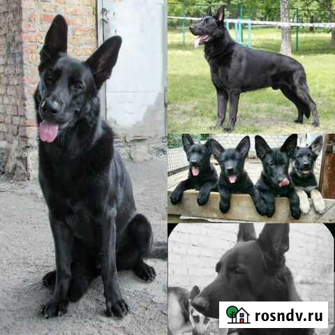 Вео. Вязка. Щенки Новошахтинск - изображение 1