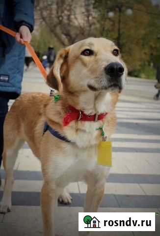 Ласковый красивый пес из приюта Москва - изображение 1