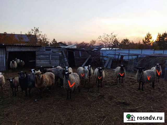 Овцы бараны ягнята Азово - изображение 1