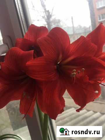 Амариллис Тверь - изображение 1